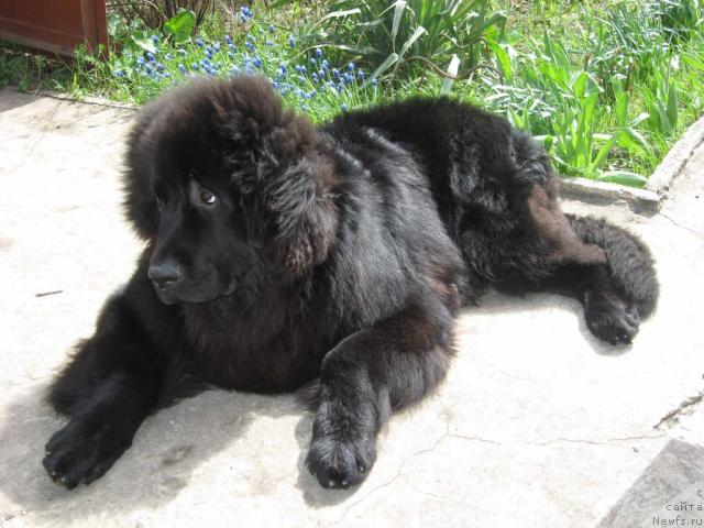 Фото: ньюфаундленд Bryus Mister Newf (Брюс Мистер Ньюф)