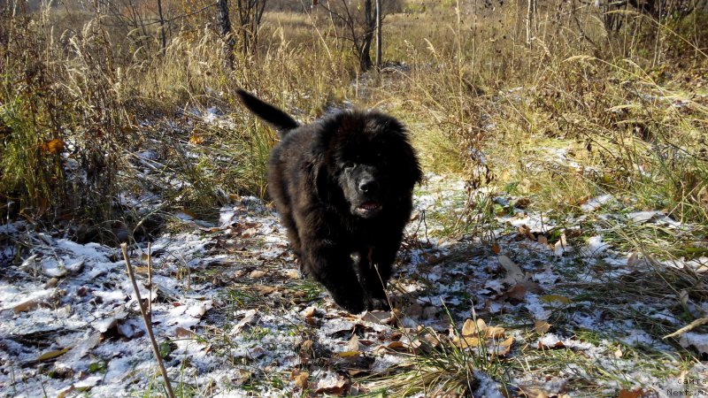 Фотография № 166835