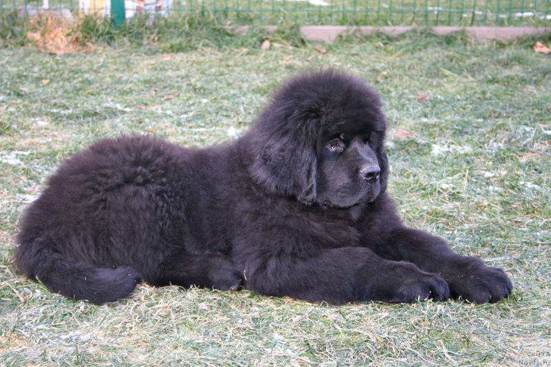 Фото: ньюфаундленд Blooming Rose (Блуминг Роуз)