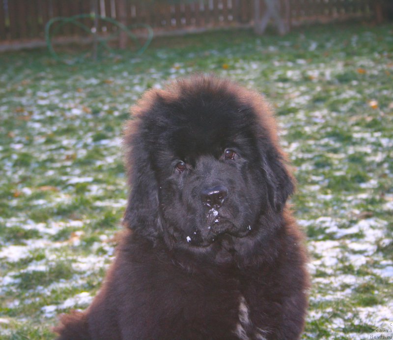 Фото: ньюфаундленд Because I'm Sweet for Seabrook (Бикоз Ай Эм Свеет фор Сеабрук)