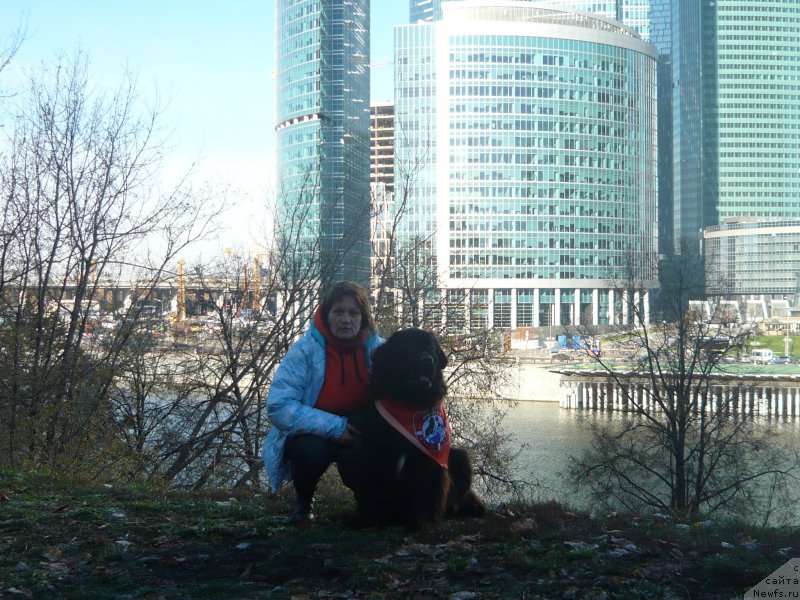 Фото: ньюфаундленд Van Len Taym Ornetta (Ван Лен Тайм Орнетта)