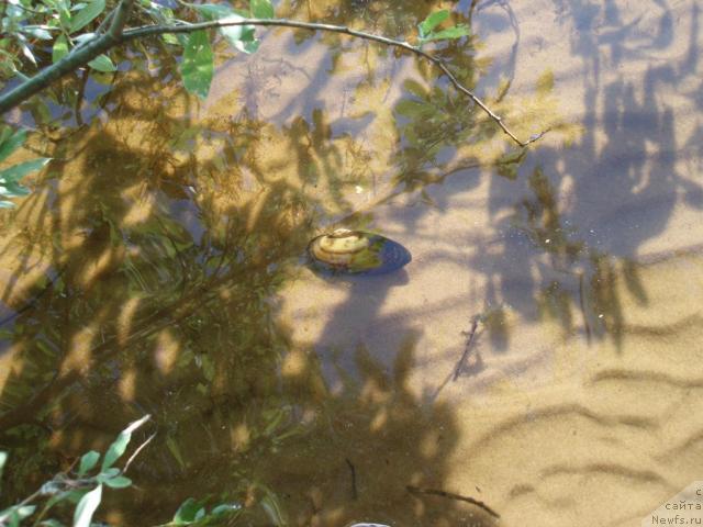 Фотография № 16685