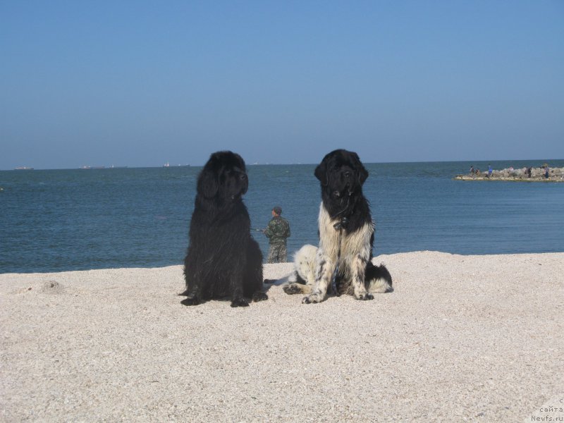 Фото: ньюфаундленд Beguschaya po Volnam Vizantiya de Lyuks (Бегущая по Волнам Византия де Люкс), ньюфаундленд Keeper Soul Nice Guy (Кипер Соул Найс Гай)