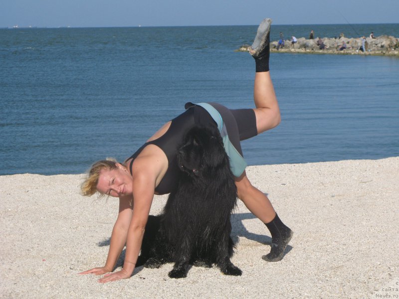 Фото: ньюфаундленд Beguschaya po Volnam Vizantiya de Lyuks (Бегущая по Волнам Византия де Люкс)