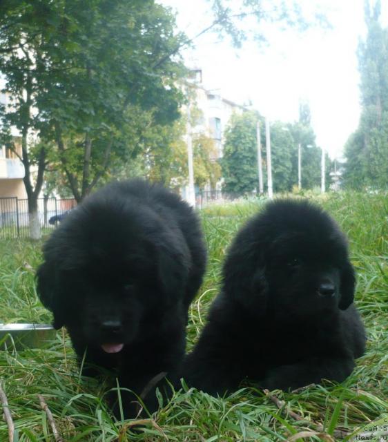 Фото: ньюфаундленд YElegiya Morya (Элегия Моря), ньюфаундленд YEnergiya Okeana (Энергия Океана)