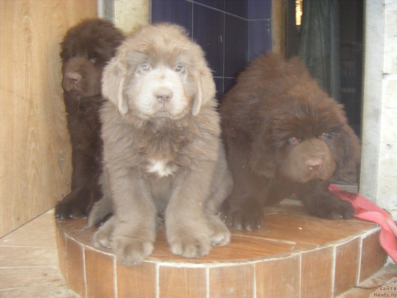 Фото: ньюфаундленд Ericsson Braun Boy Super Mishka, ньюфаундленд Ezhevika Lilovaya Yagodka Super Mishka, ньюфаундленд Ermak Tsarevich Super Mishka