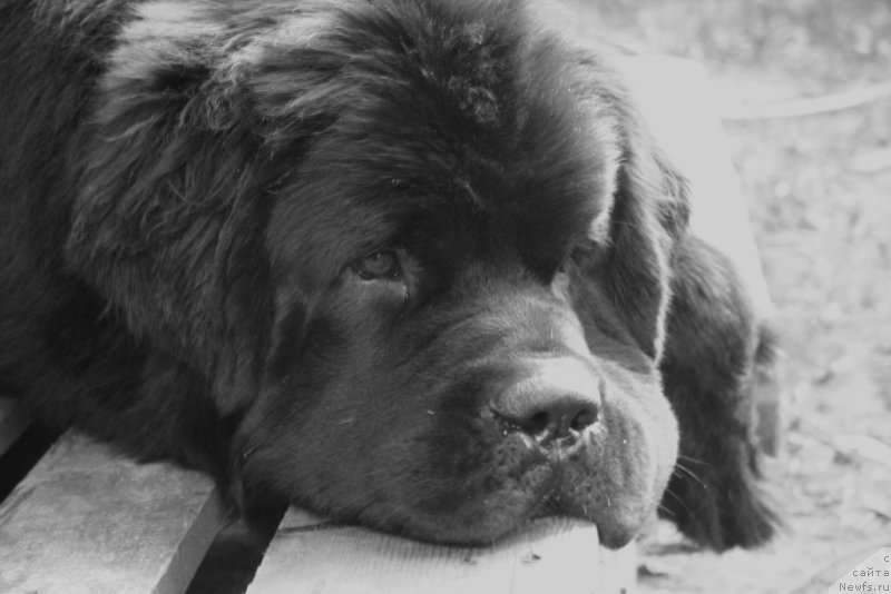 Фото: ньюфаундленд Chernaya Mafia Must Have (Черная Мафия Муст Хаве)