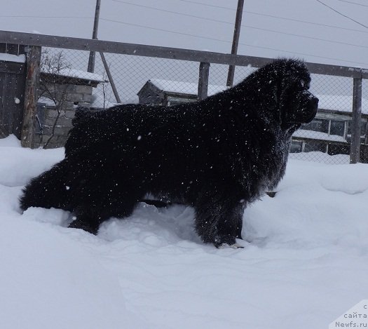 Фото: ньюфаундленд Promise To Love Midnight Bear (Promise To Love Midnight Bear)