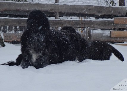 Фото: ньюфаундленд Promise To Love Midnight Bear (Promise To Love Midnight Bear)