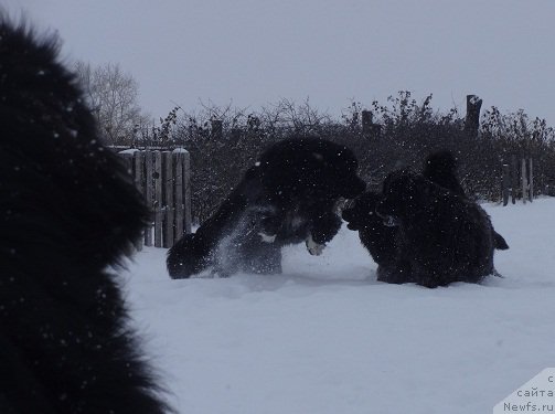 Фото: ньюфаундленд Promise To Love Midnight Bear (Promise To Love Midnight Bear)