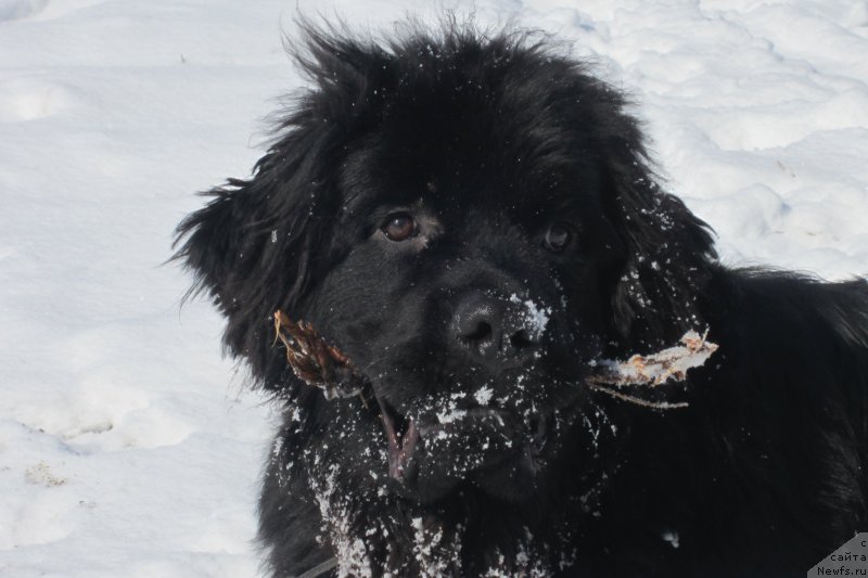 Фото: ньюфаундленд Super Premium Porshe (Супер Премиум Порше)