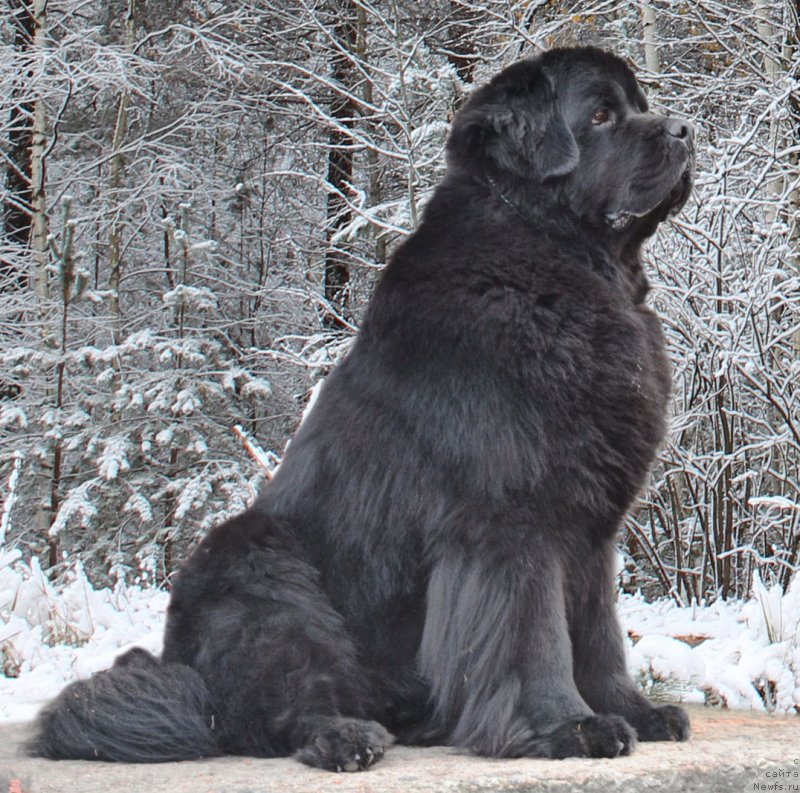 Фото: ньюфаундленд Zhdanny Syn Vialiki Miadzvedz