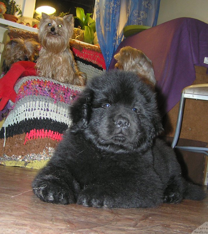 Фото: ньюфаундленд Bylinnaya Marfa s Berega Dona (Былинная Марфа с Берега Дона)