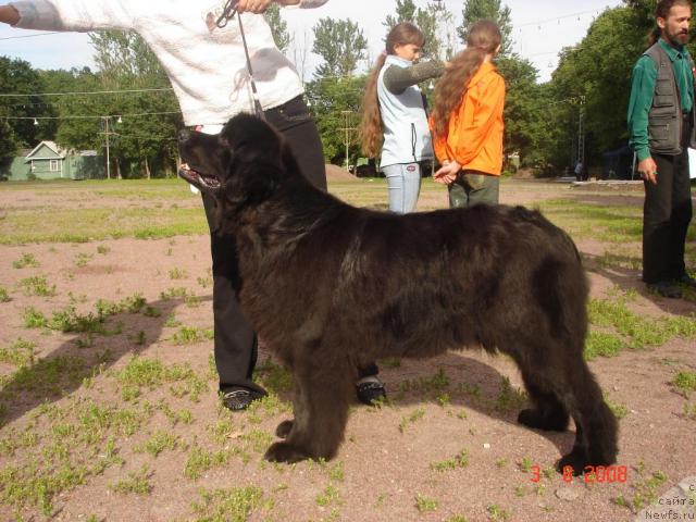 Фото: ньюфаундленд Smigar Osennyaya Skazka (Смигар Осенняя Сказка), Настя Михайлова