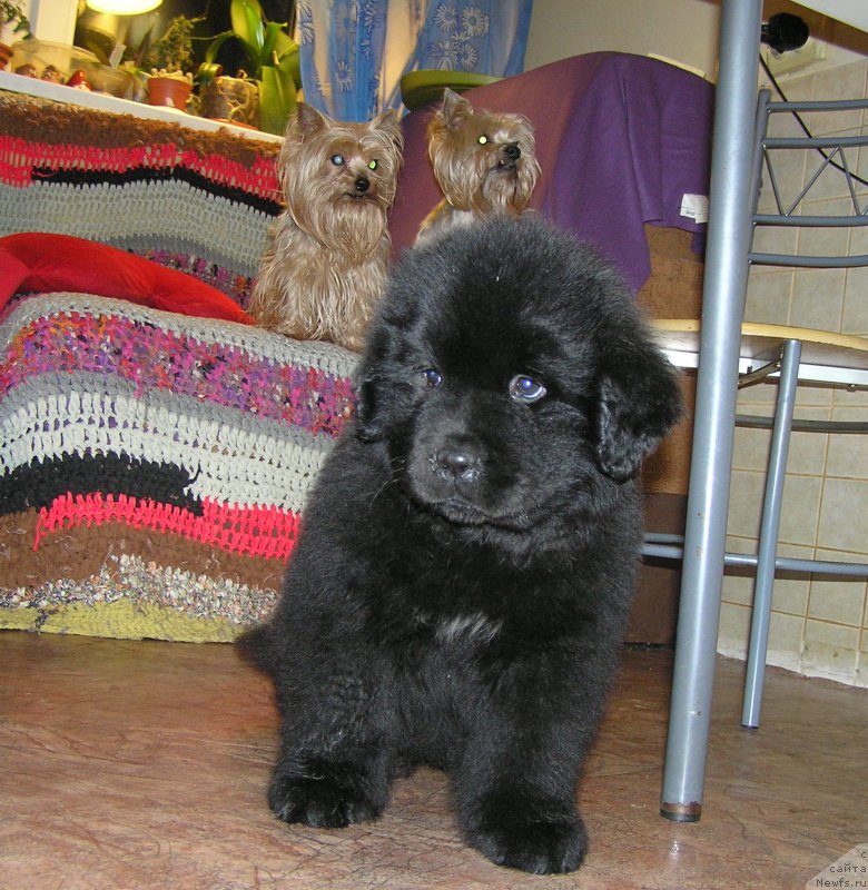 Фото: ньюфаундленд Bylinnaya Marfa s Berega Dona (Былинная Марфа с Берега Дона)