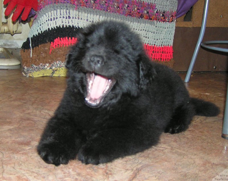 Фото: ньюфаундленд Bylinnaya Marfa s Berega Dona (Былинная Марфа с Берега Дона)