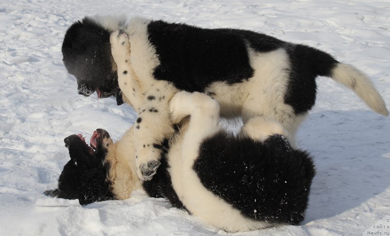 Фото: ньюфаундленд Mag Ispolin Onega (Маг Исполин Онега), ньюфаундленд Mag Ispolin Obi-Van Kenobi (Маг Исполин Оби-Ван Кеноби)