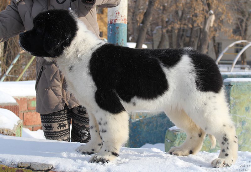 Фото: ньюфаундленд Mag Ispolin Onega (Маг Исполин Онега)