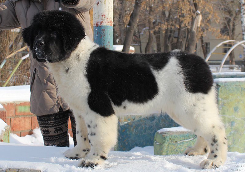 Фотография № 166928