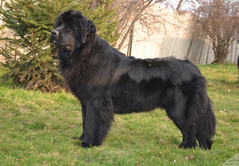 Фото: ньюфаундленд Talisman Morya Magiya Voln (Талисман Моря Магия Волн)