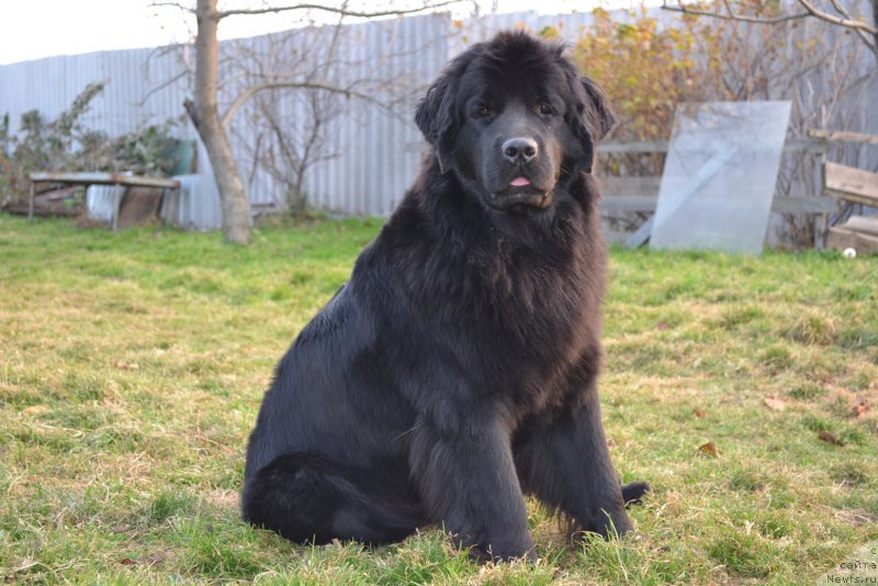 Фото: ньюфаундленд Talisman Morya Magiya Voln (Талисман Моря Магия Волн)