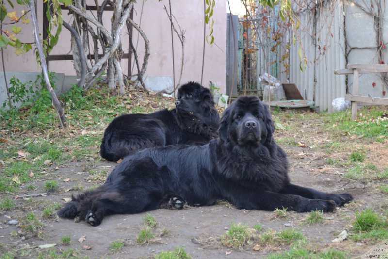Фото: ньюфаундленд Talisman Morya Mishel' (Талисман Моря Мишель), ньюфаундленд Talisman Morya Magiya Voln (Талисман Моря Магия Волн)