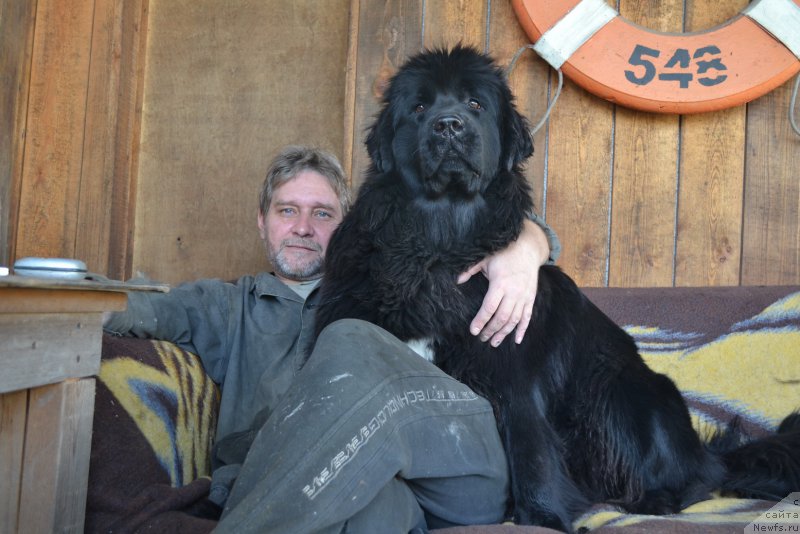 Фото: ньюфаундленд Talisman Morya Mishel' (Талисман Моря Мишель)