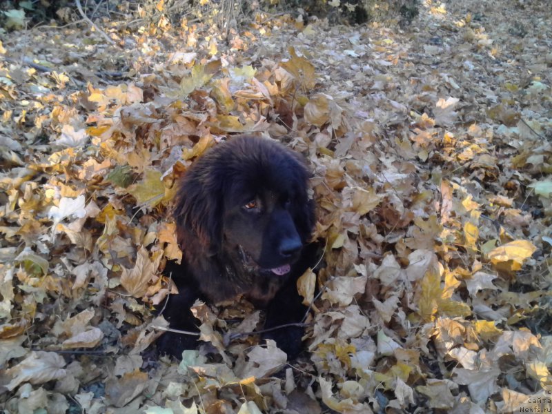 Фотография № 166938