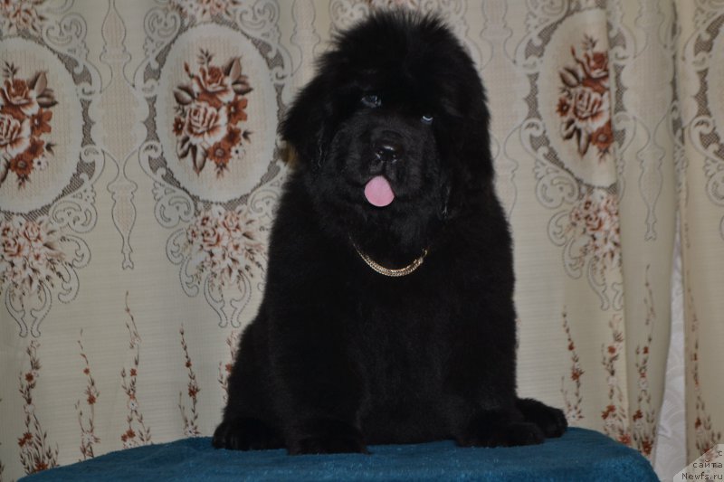 Фото: ньюфаундленд Nazar Vyatskiy Medved (Назар Вятский Медведь)