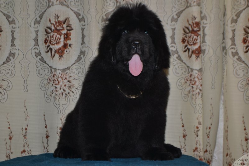 Фото: ньюфаундленд Nazar Vyatskiy Medved (Назар Вятский Медведь)