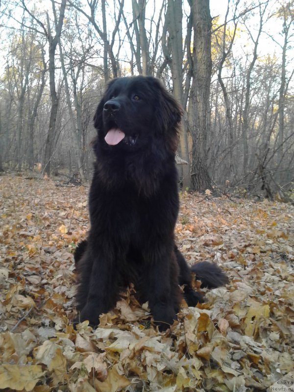 Фото: ньюфаундленд Eho Moskvy s Berega Dona (Эхо Москвы с Берега Дона)