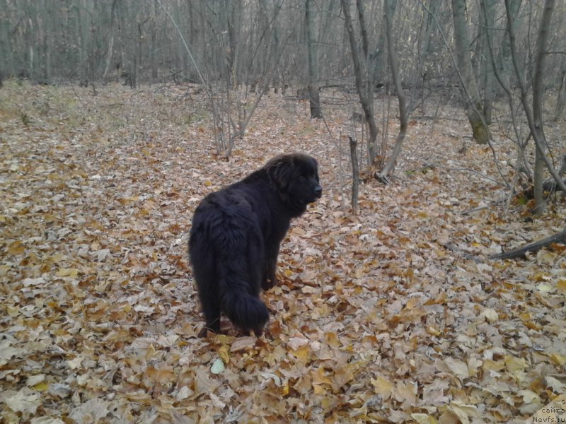 Фото: ньюфаундленд Eho Moskvy s Berega Dona (Эхо Москвы с Берега Дона)