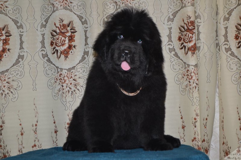 Фото: ньюфаундленд Nazar Vyatskiy Medved (Назар Вятский Медведь)