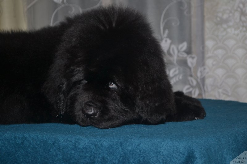 Фото: ньюфаундленд Nazar Vyatskiy Medved (Назар Вятский Медведь)