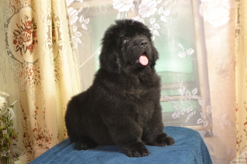 Фото: ньюфаундленд Nazar Vyatskiy Medved (Назар Вятский Медведь)