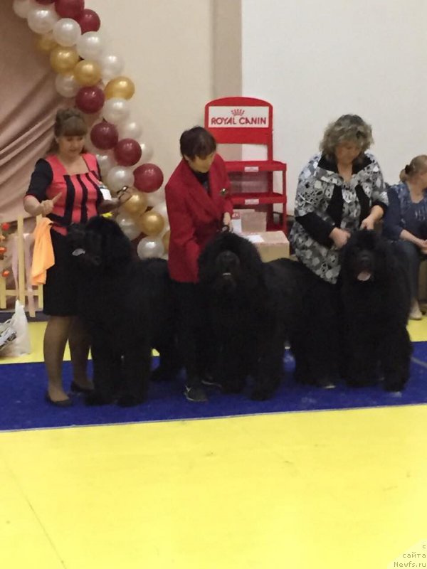 Фото: ньюфаундленд Njufort Shawn Wallmar Triumph (Ньюфорт Шон Волмари Триумф), ньюфаундленд Njufort Fidel (Ньюфорт Фидель), ньюфаундленд N'yufort Carskaya Doch' (Ньюфорт Царская Дочь)