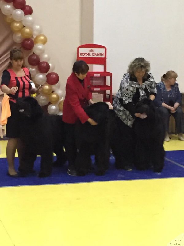 Фото: ньюфаундленд Njufort Shawn Wallmar Triumph (Ньюфорт Шон Волмари Триумф), Galina Morozova (Галина Морозова), ньюфаундленд Njufort Fidel (Ньюфорт Фидель), Alevtina Batyan (Алевтина Батян), ньюфаундленд N'yufort Carskaya Doch' (Ньюфорт Царская Дочь), Irina Panyushkina (Ирина Панюшкина)