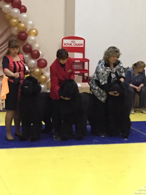 Фото: ньюфаундленд Njufort Shawn Wallmar Triumph (Ньюфорт Шон Волмари Триумф), Galina Morozova (Галина Морозова), ньюфаундленд Njufort Fidel (Ньюфорт Фидель), Alevtina Batyan (Алевтина Батян), ньюфаундленд N'yufort Carskaya Doch' (Ньюфорт Царская Дочь), Irina Panyushkina (Ирина Панюшкина)