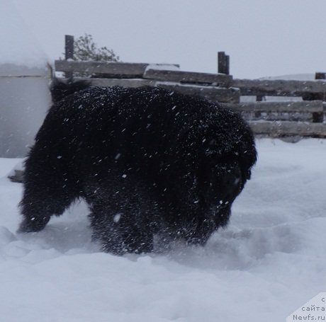 Фото: ньюфаундленд Promise To Love Midnight Bear (Promise To Love Midnight Bear)