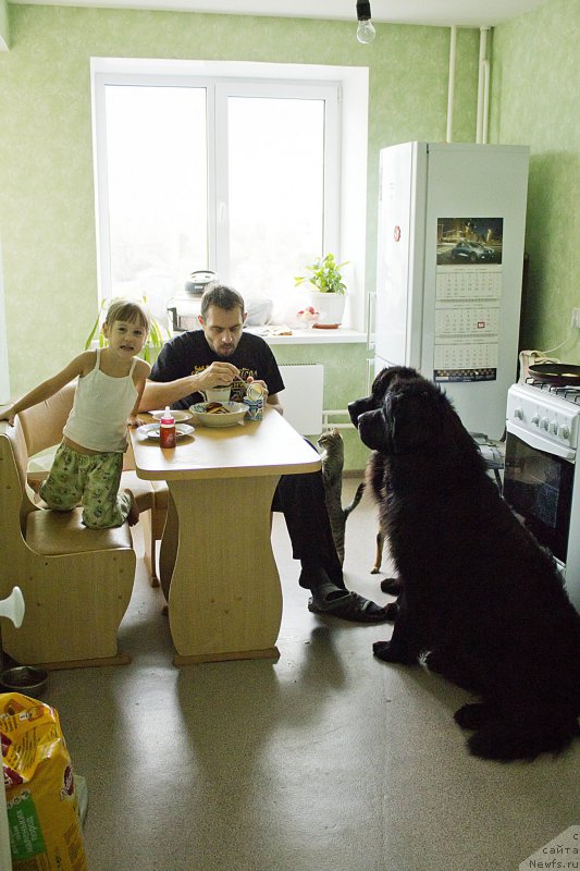 Фото: Andrey Volkov (Андрей Волков), ньюфаундленд CHernyiy Balu Dobryinya (Черный Балу Добрыня), ньюфаундленд L'vinoe Serdce (Львиное Сердце)