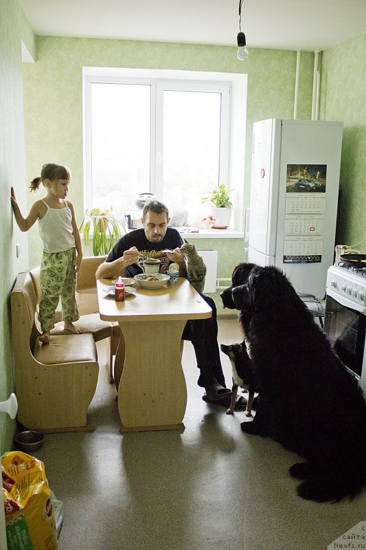 Фото: Andrey Volkov (Андрей Волков), Фима, Филя, ньюфаундленд CHernyiy Balu Dobryinya (Черный Балу Добрыня), ньюфаундленд L'vinoe Serdce (Львиное Сердце)