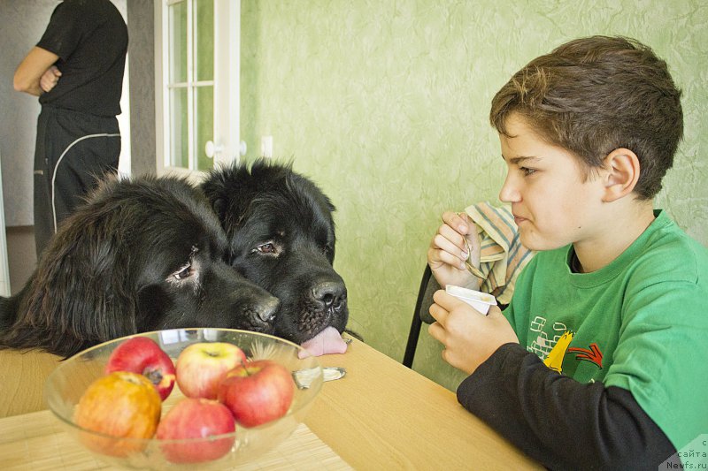 Фото: ньюфаундленд CHernyiy Balu Dobryinya (Черный Балу Добрыня), ньюфаундленд L'vinoe Serdce (Львиное Сердце), Иван