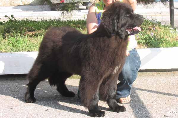 Фото: ньюфаундленд Zhemchuzhina Rostova s Berega Dona (Жемчужина Ростова с Берега Дона)