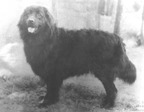 Фото: ньюфаундленд Rada (Рада)