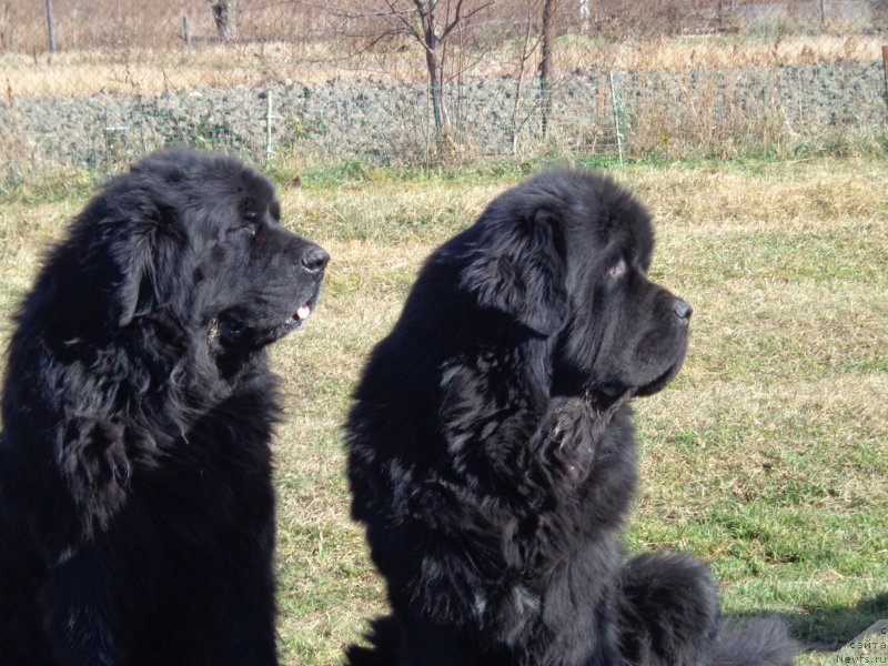 Фото: ньюфаундленд Viski Red Label Veps (Виски Ред Лейбл Вепс), ньюфаундленд Super Premium Mikado (Супер Премиум Микадо)