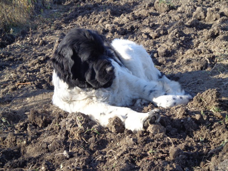 Фото: ньюфаундленд Super Premium Litoniel Vallaninor (Супер Премиум Литониэль Валланинор)