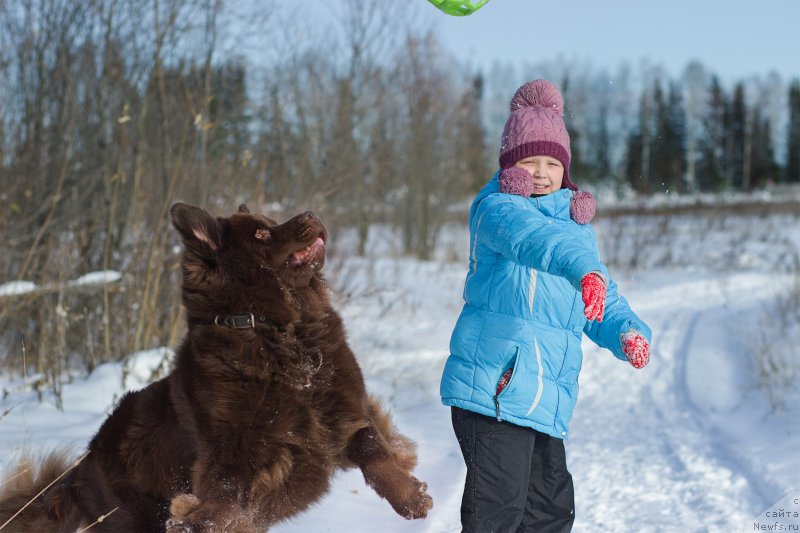 Фото: ньюфаундленд Sverkayuzhaya Gora Mashame (Сверкающая Гора Машаме)