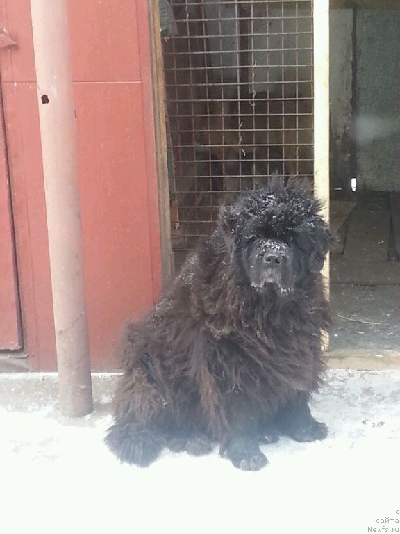 Фото: ньюфаундленд Riv'era ot Sibirskogo Medvedya (Ривьера от Сибирского Медведя)