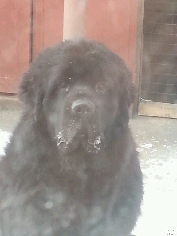 Фото: ньюфаундленд Sent Djons Zaura (Сент Джонс Заура)