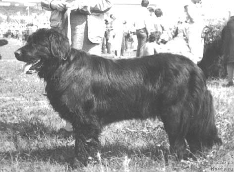 Фото: ньюфаундленд Ayka Zen SHer (Айка Зен Шер)